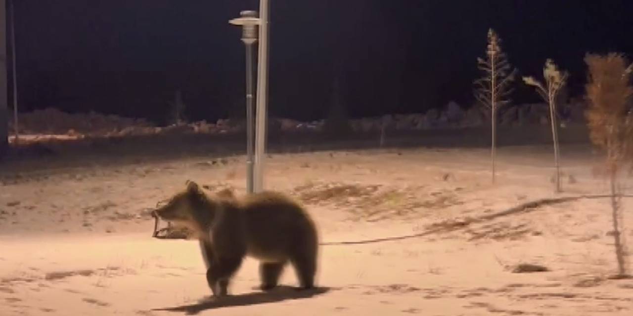 Sarıkamış’ta Ayılar Parkta Görüntülendi