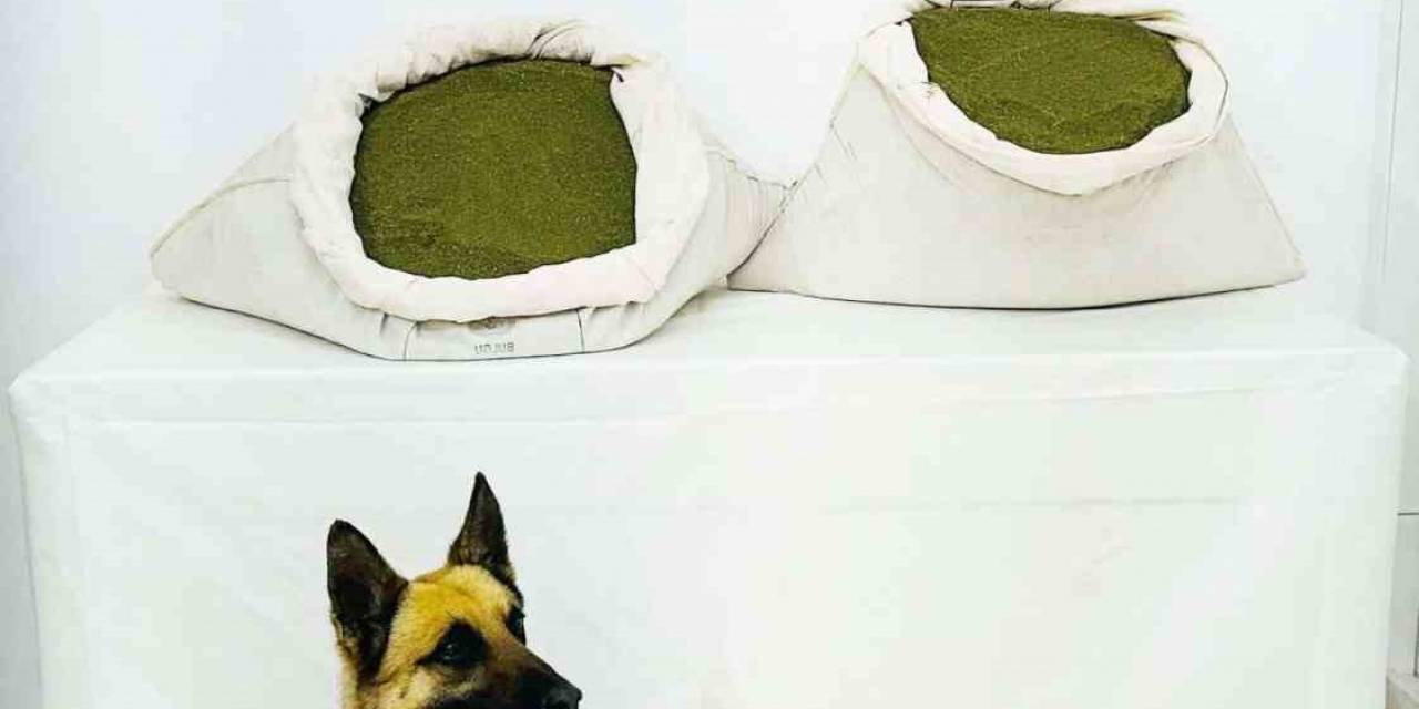 Bingöl’de 45 Kilo Esrar Ele Geçirildi