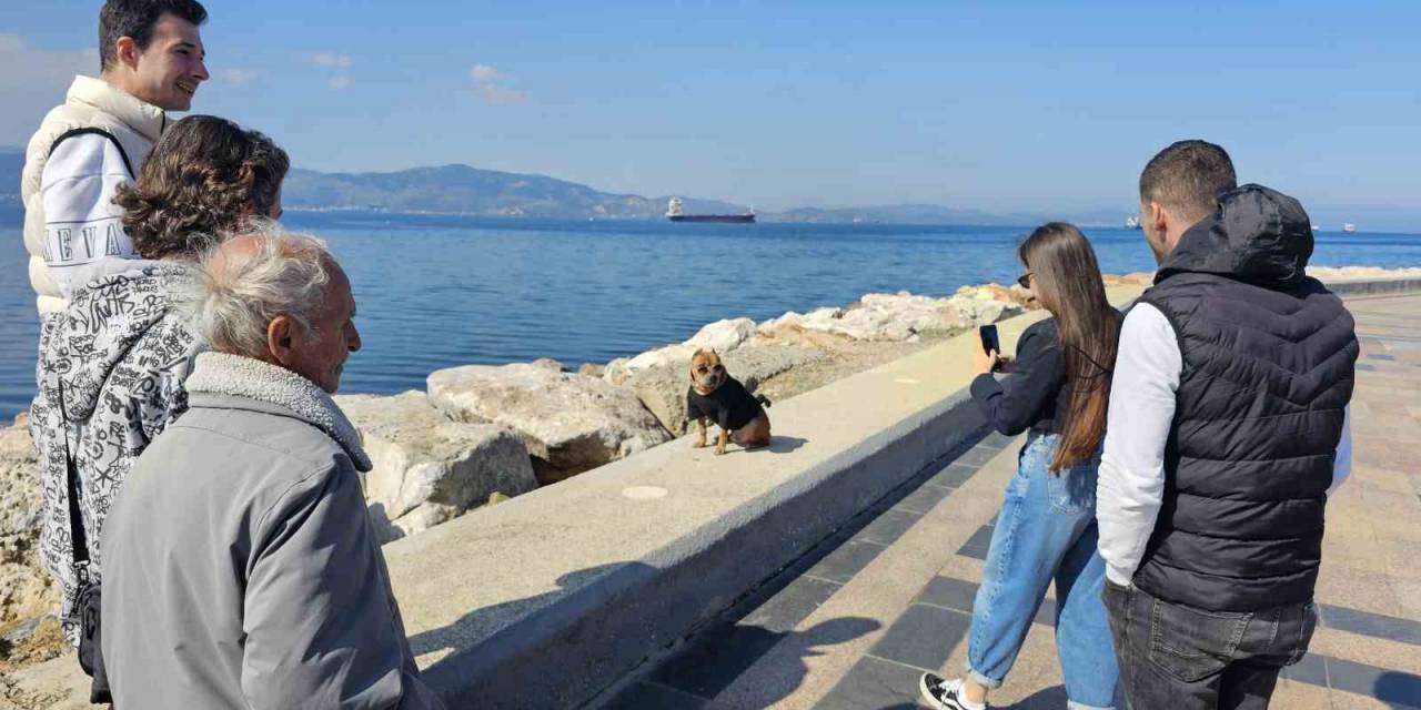 Pitbull Oscar’ın Şıklığı Göz Kamaştırdı