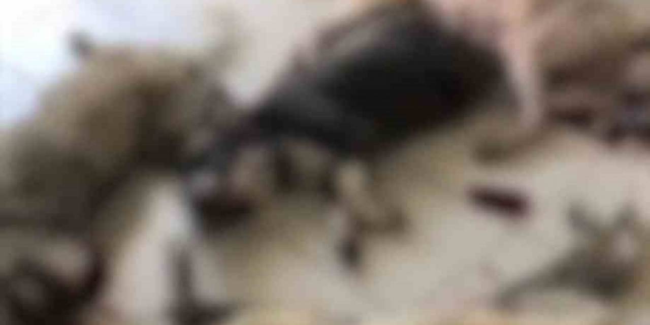 İzmir’de Onlarca Köpek Katledildi