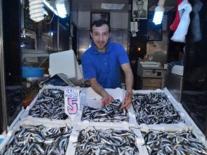 Palamut Gitti, Yerli Hamsi Geldi