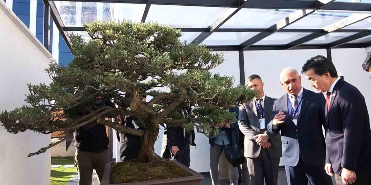 Türkiye’nin İlk, Avrupa’nın En Büyük Bonsai Müzesi Yalova’da Açıldı