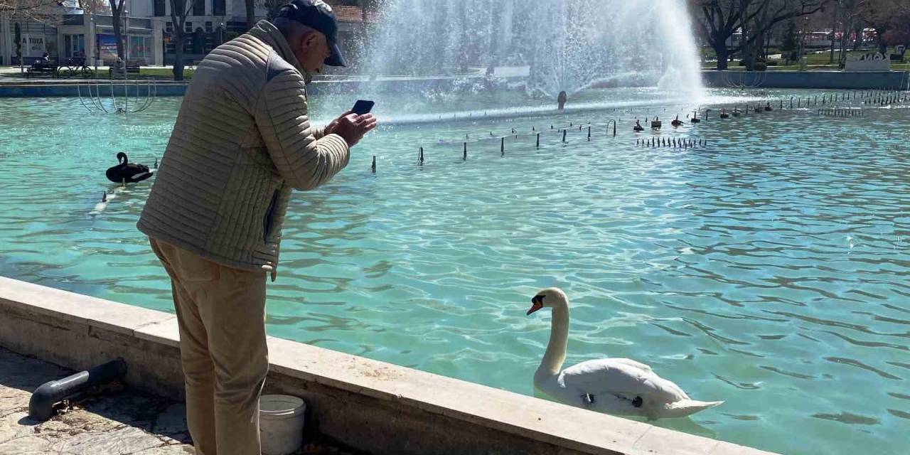 Konya’da Güneşli Havanın İlgi Odağı Kuğular