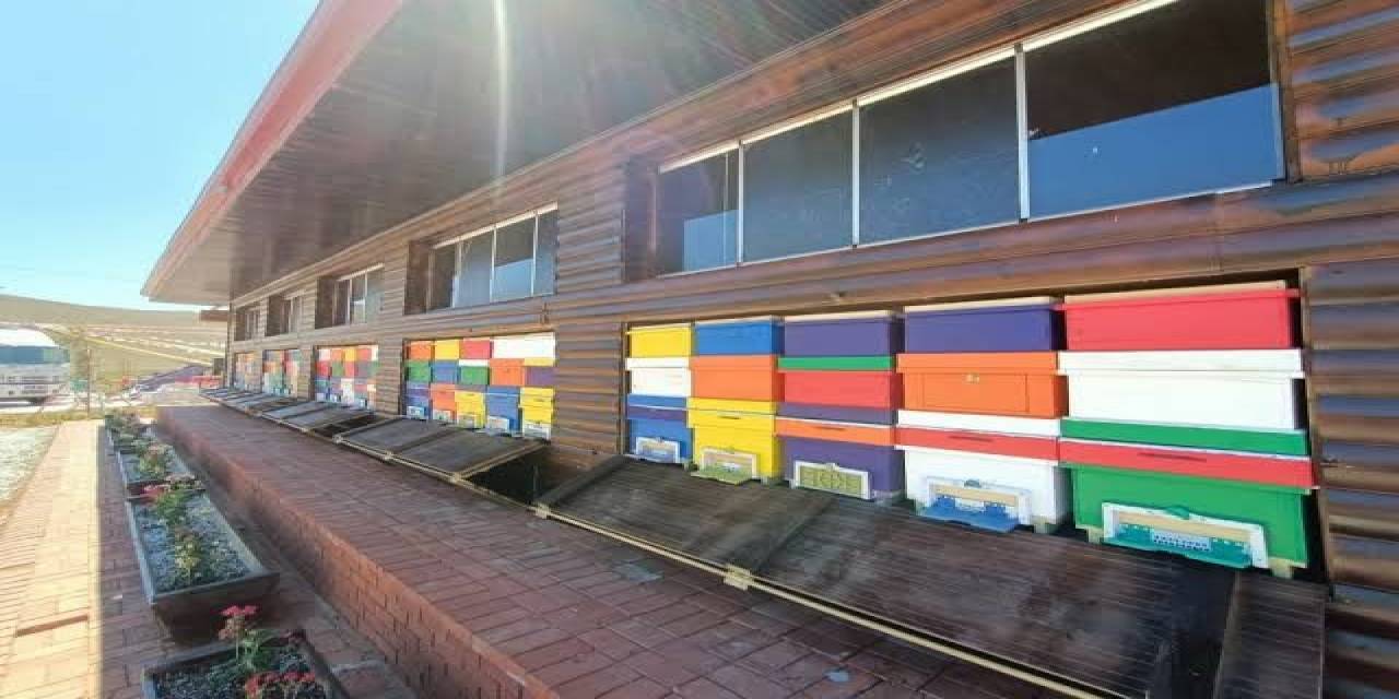 Türkiye’nin İlk “Arı Evi” Ülke Genelinde Uygulamaya Konuyor