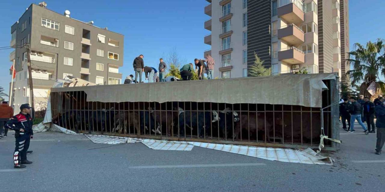 Canlı Hayvan Taşıyan Tır Devrildi