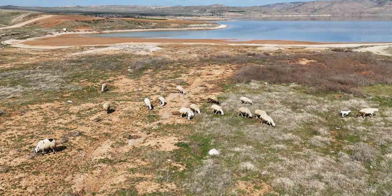 Kızılırmak Alarm Veriyor: Baraj Sularının Çekildiği Alanda Koyunlar Otluyor