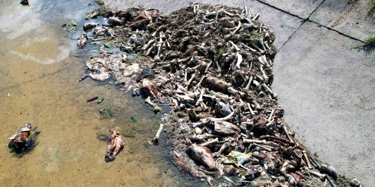 Adana’da Yüzlerce At Ve Eşek Eti Kemiği Bulundu