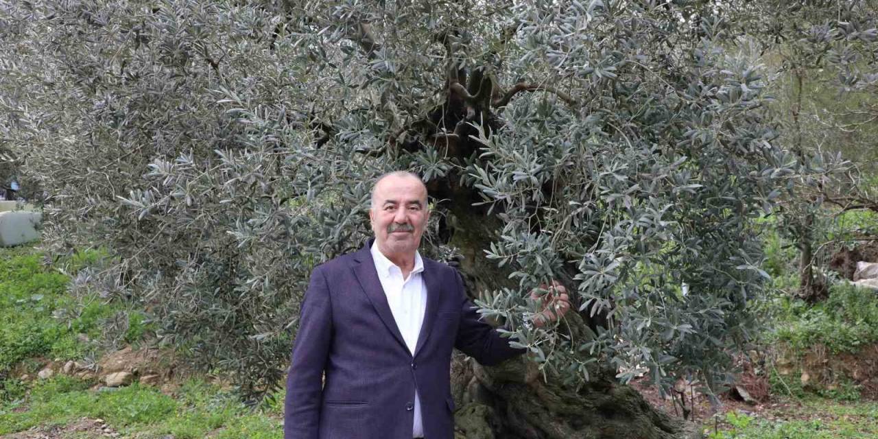 Tirilye Zeytini İçin Coğrafi İşaret Başvurusu