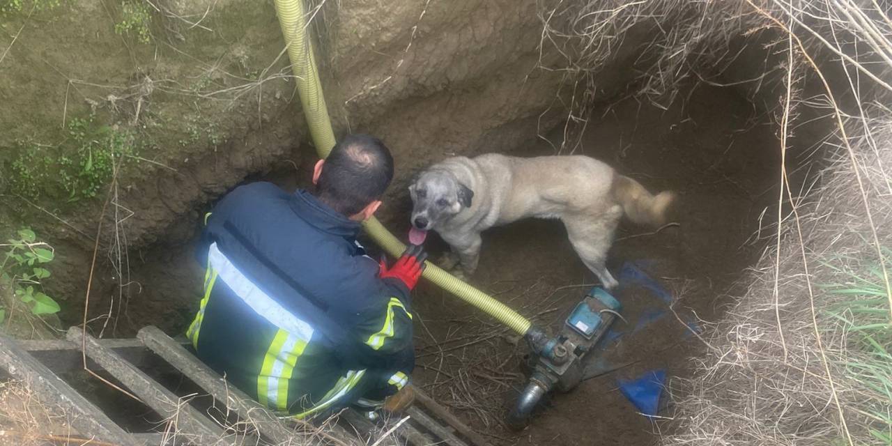 Manisa’da Havuza Düşen Köpeğin Yardımına İtfaiye Koştu