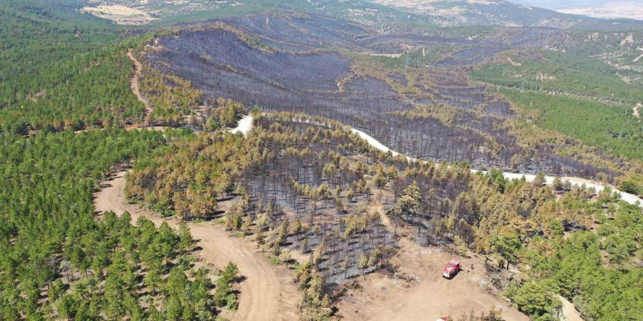 Yanan 288 Hektar Alan 745 Bin Fidan Ve 700 Kilo Tohumla Yeniden Ağaçlandırıldı