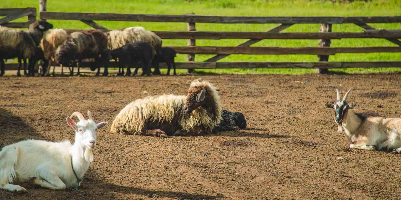 Tütüncü’den Besicilere Destek Projeleri