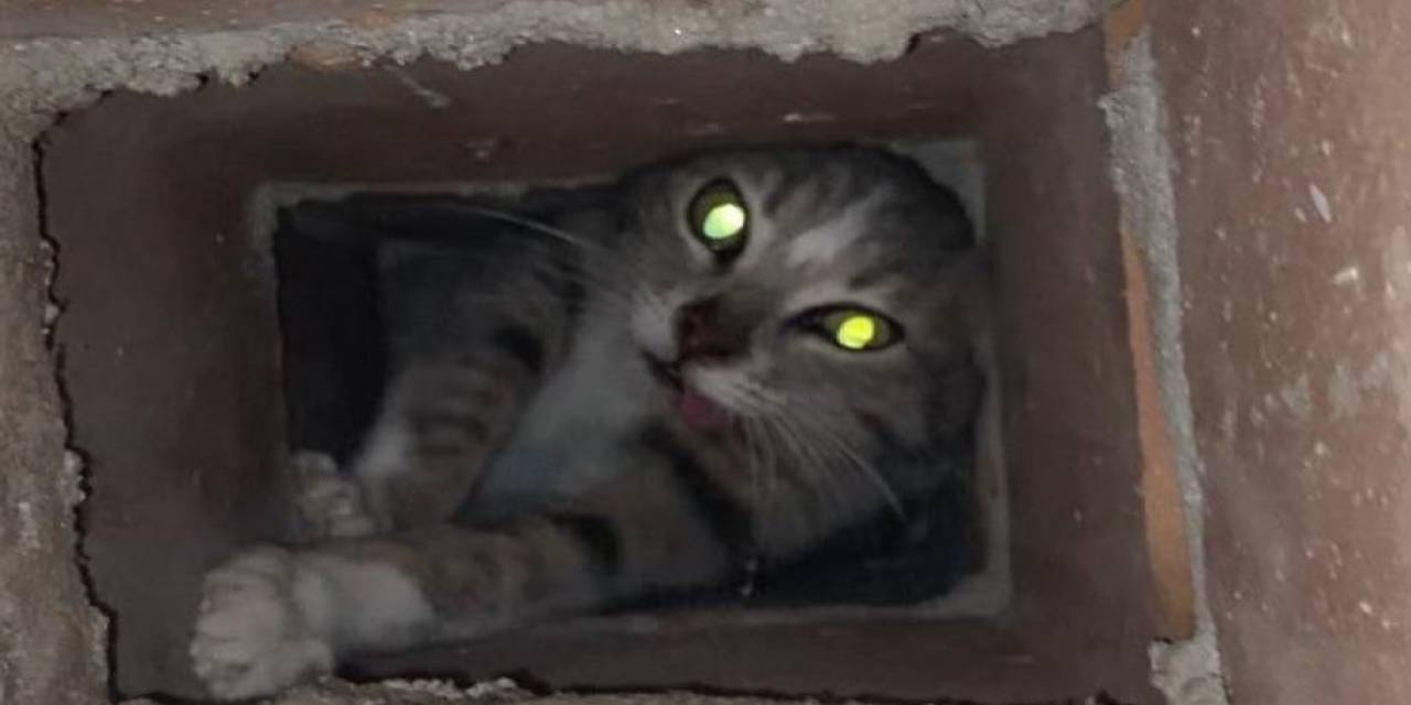 Manisa’da Bacaya Sıkışan Kedinin İmdadına İtfaiye Yetişti