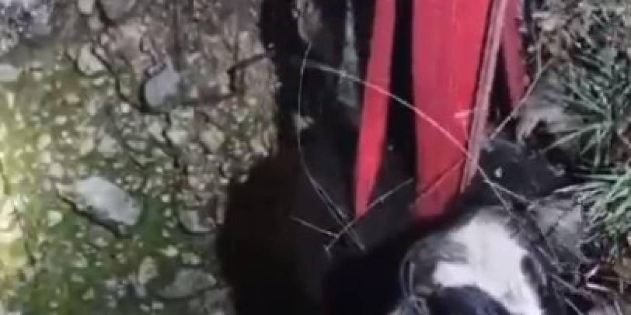 15 Metrelik Kuyuya Düşen İnek, 3 Saatte Kurtarıldı