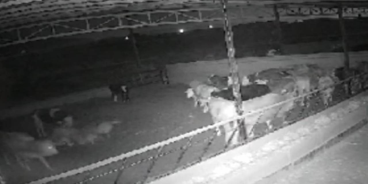 Kırşehirli Çiftçi, ’kamera Kaydı Olmasa Mandıraya Kurt Girdiğine İnanmazlar’