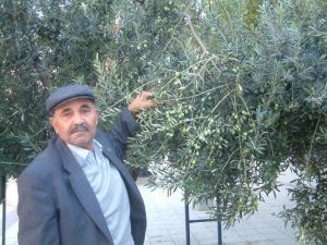 Yağmur Zeytinciyi Sevindirdi