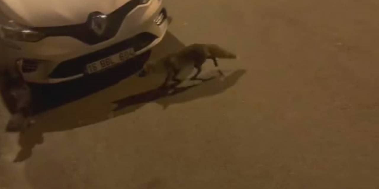 Aç Kalan Tilki, Başı Boş Gezen Hindiyi Sıkıştırdı