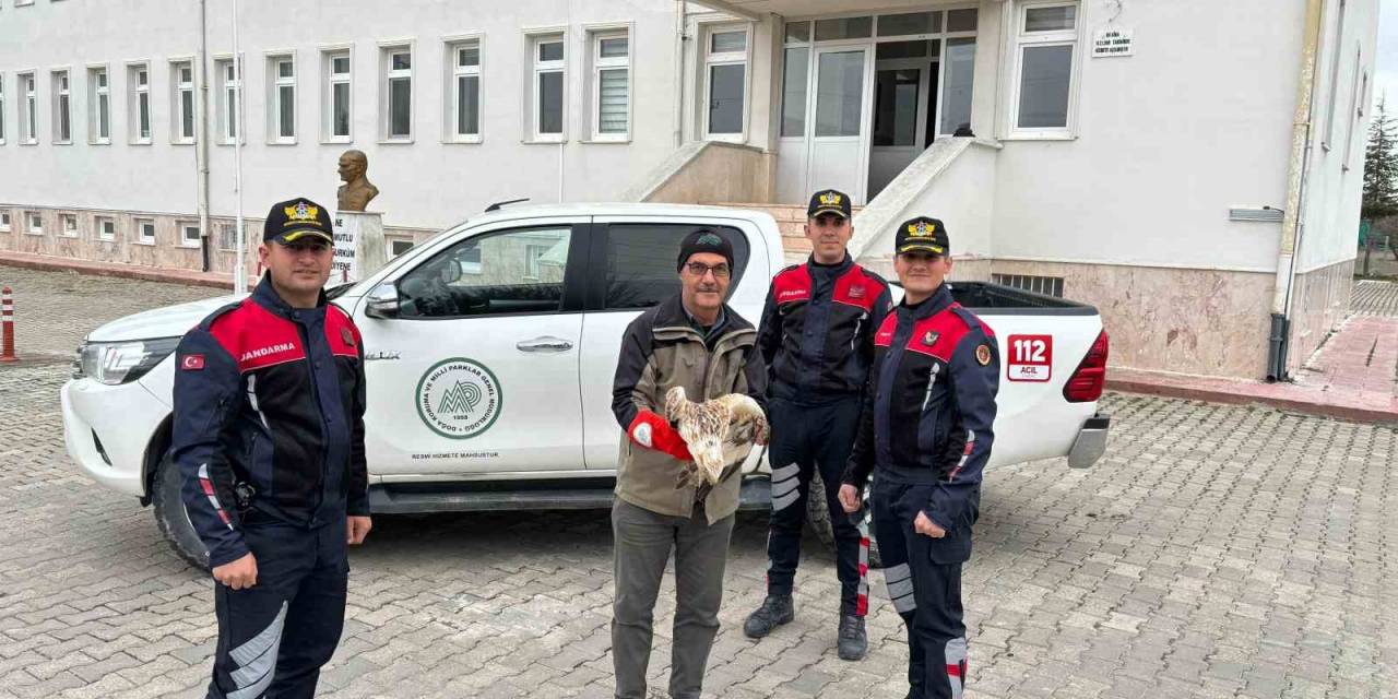 Yaralı Kızıl Şahini Jandarma Ekipleri Buldu