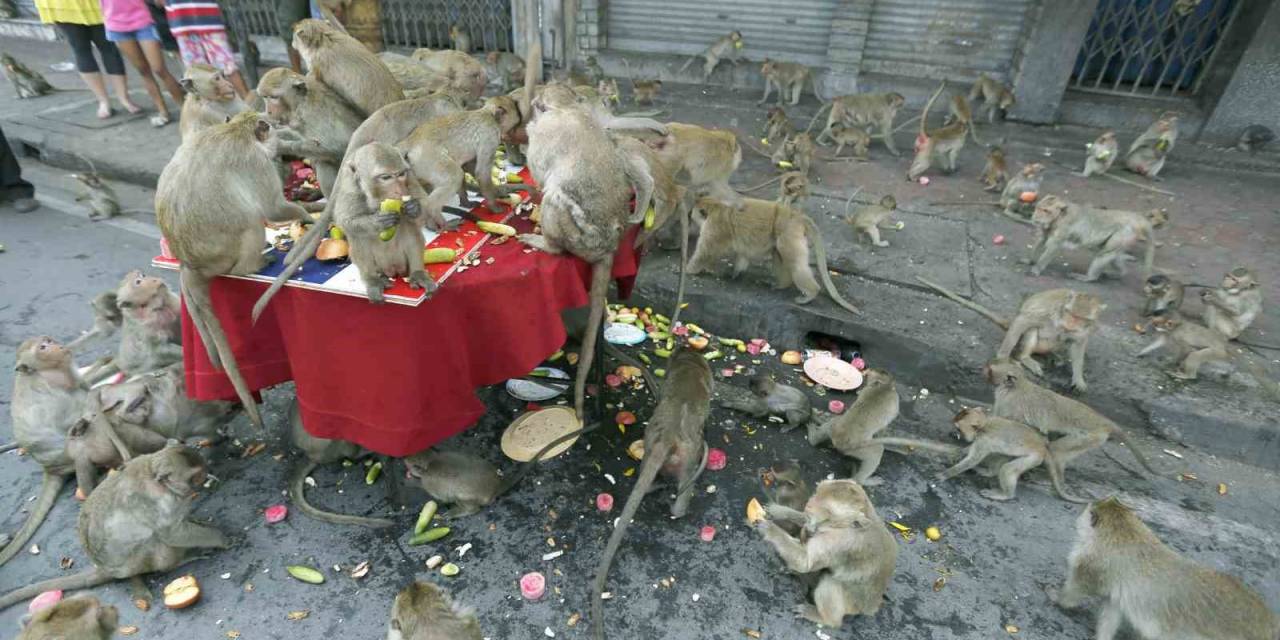 Tayland’da Şehri İstila Eden Maymunlar Toplatılıyor