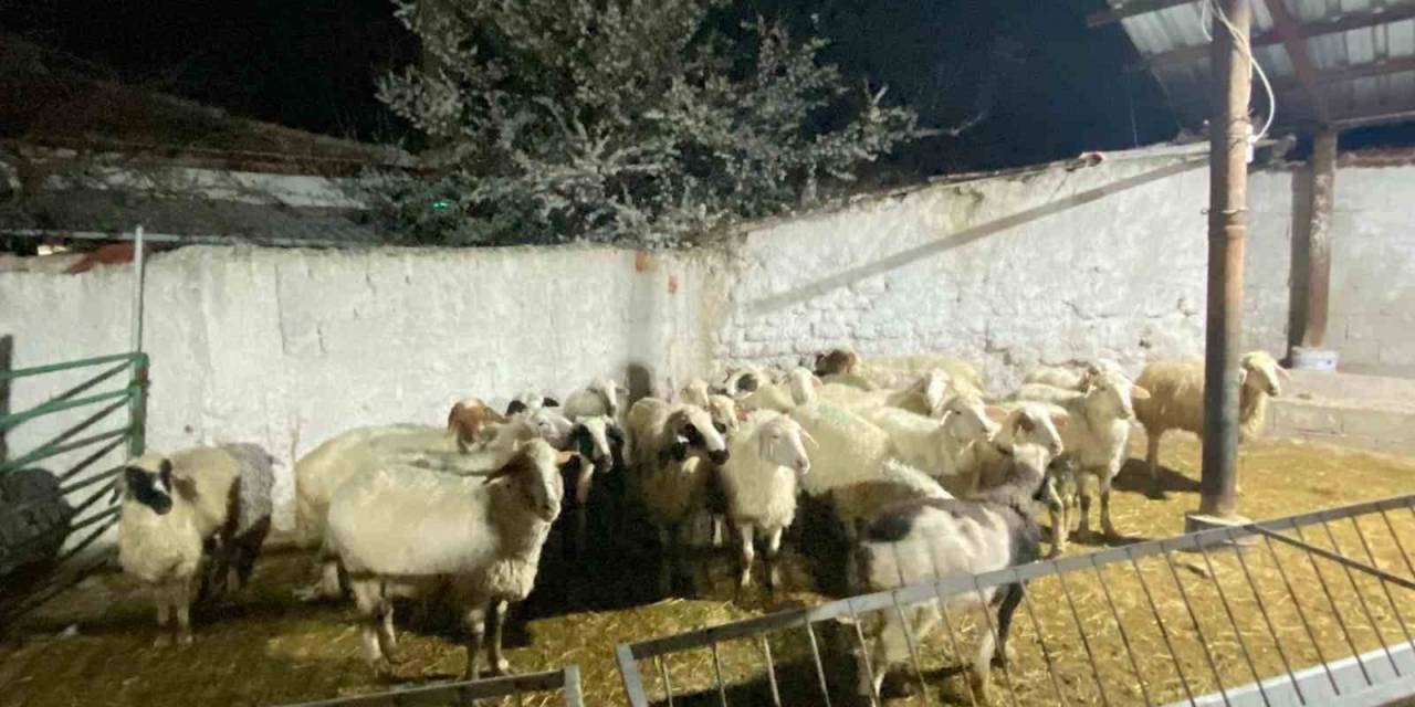 Konya’da Koyun Hırsızlığı Şüphelisi Yakalandı