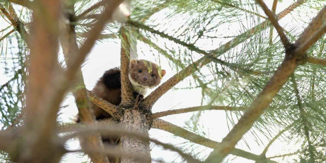 Çatak’ta Okulun Bahçesine Giren Gelincik Heyecan Yaşattı