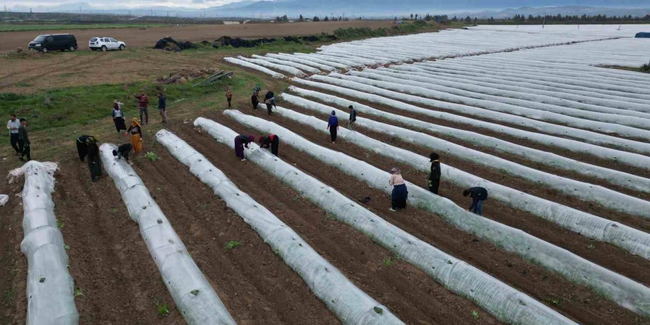 Erkenci Karpuzda İlk Hasat Mayıs Sonunda Bekleniyor