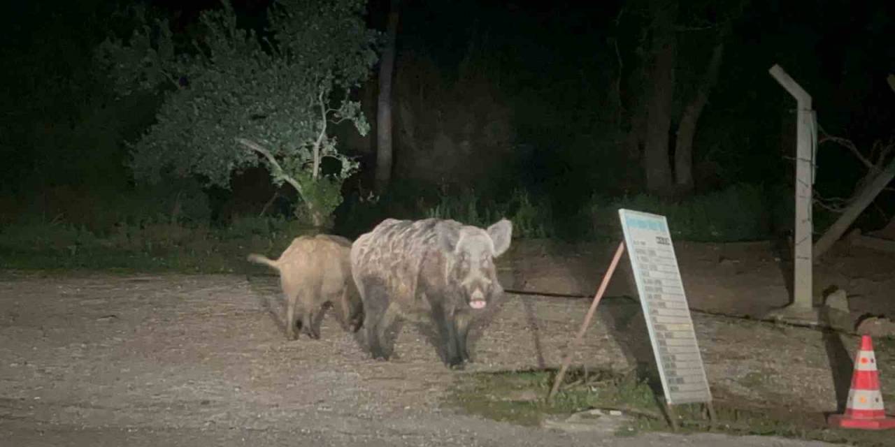 Marmaris’te Domuzlar Şehre İndi