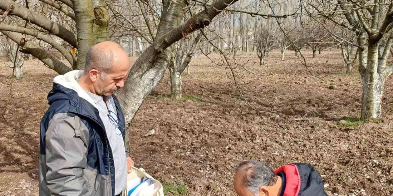 Mihalıççık’ın Ünlü Kiraz Ağaçları Koruma Altında