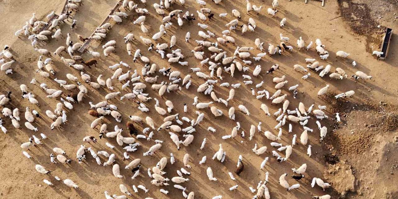 Erzincan’da Koyun Ve Kuzuların Coşkulu Buluşması