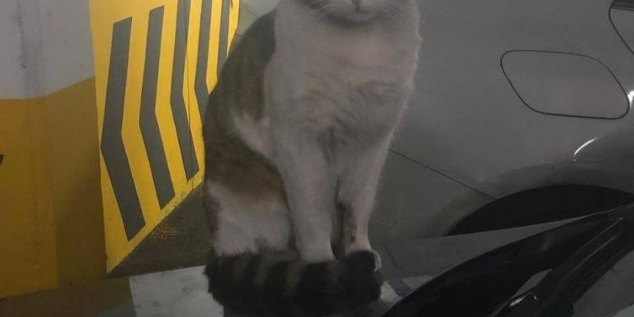 Kedi Eros’u Tekmeleyerek Öldüren Sanık Hakkındaki Karara Başsavcılık İtiraz Etti