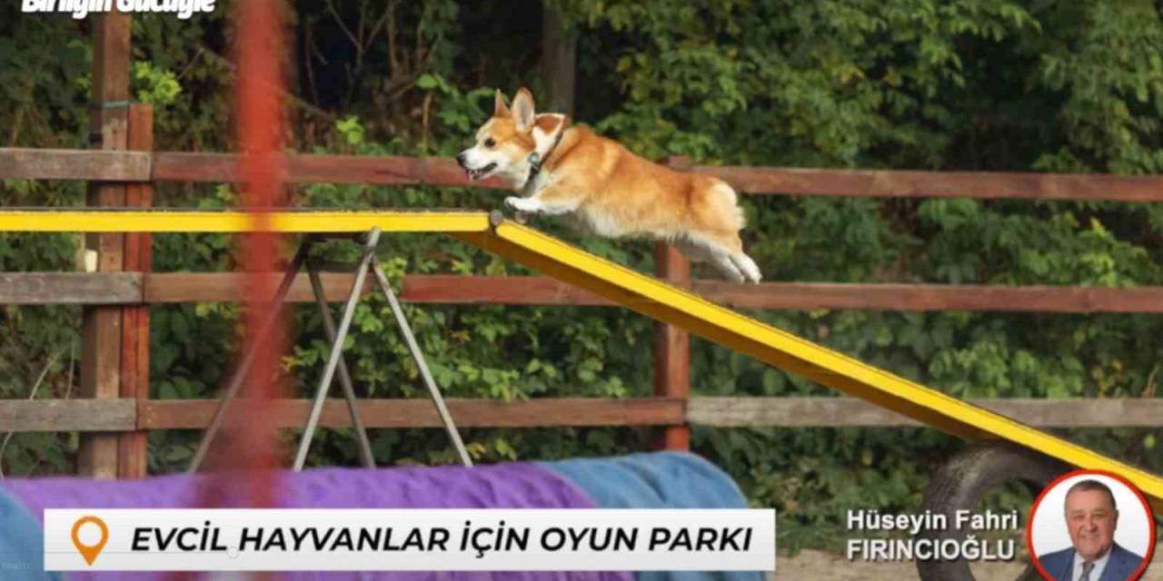 Bartın’da Sokak Hayvanları İçin Yuva Evcil Hayvanlar İçin Oyun Parkı Yapılacak