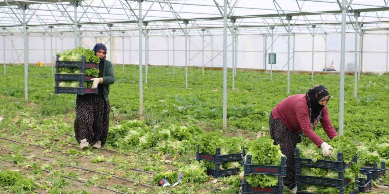 Erzincan’da Seralarda Marul Hasadı Sürüyor