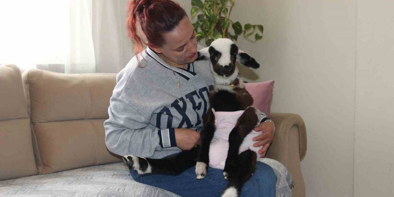 Hasret Kaldığı Bebek Sevgisini Kuzuyla Giderdi