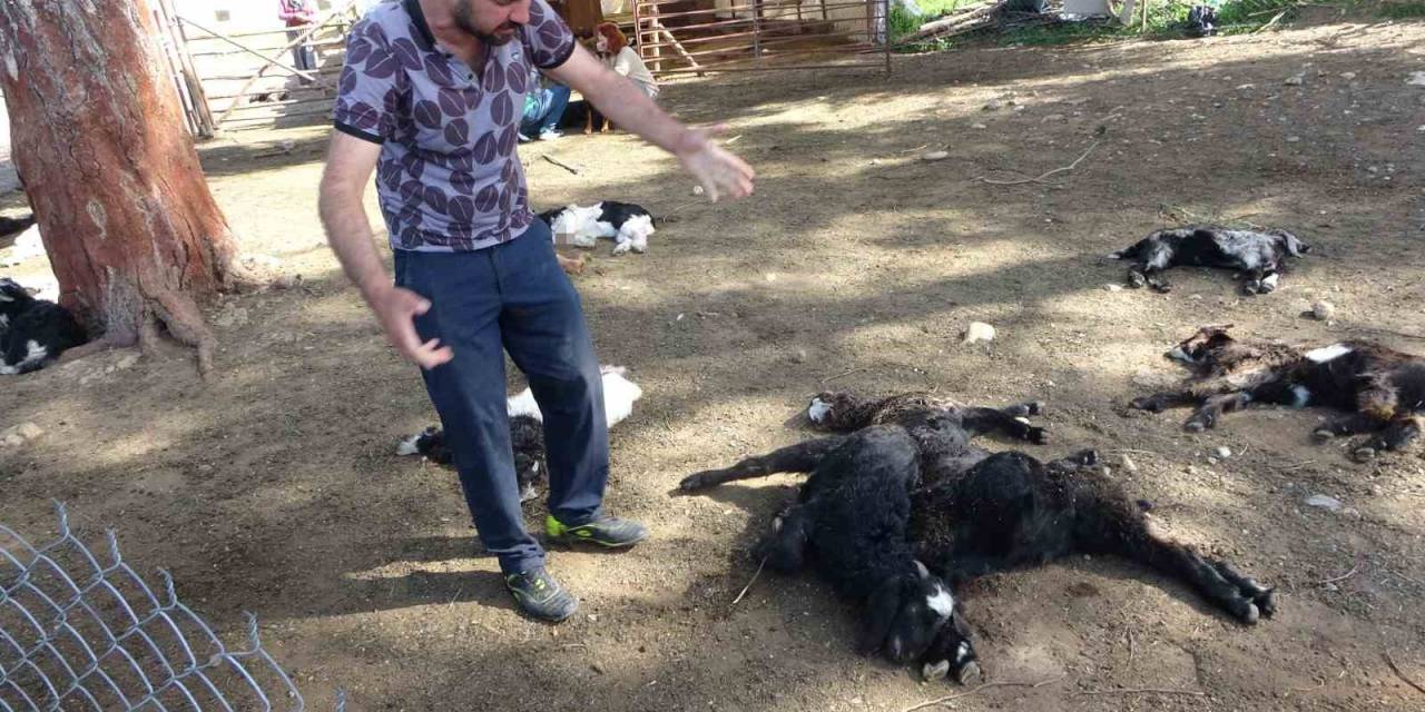 Antalya’da Yasaklı Cins Köpekler Ağıldaki 57 Oğlağı Telef Etti