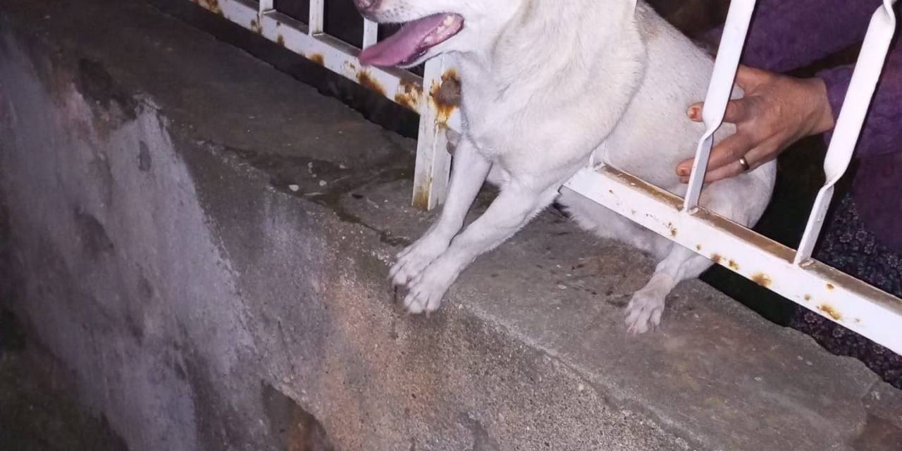 Korkuluk Demirine Sıkışan Köpek Kurtarıldı