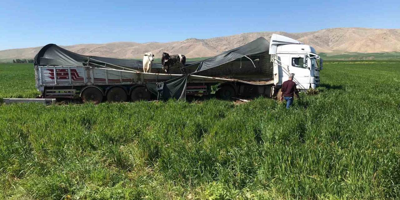Kaza Yapan Tırdaki İnekler Uluslararası İpekyolu’na İndi