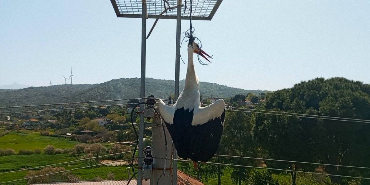 Boynuna İp Dolanan Leylek, Boğulmaktan Son Anda Kurtarıldı