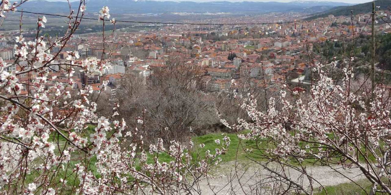 Badem Ağaçları Bu Yıl Zamanında Çiçek Açtı