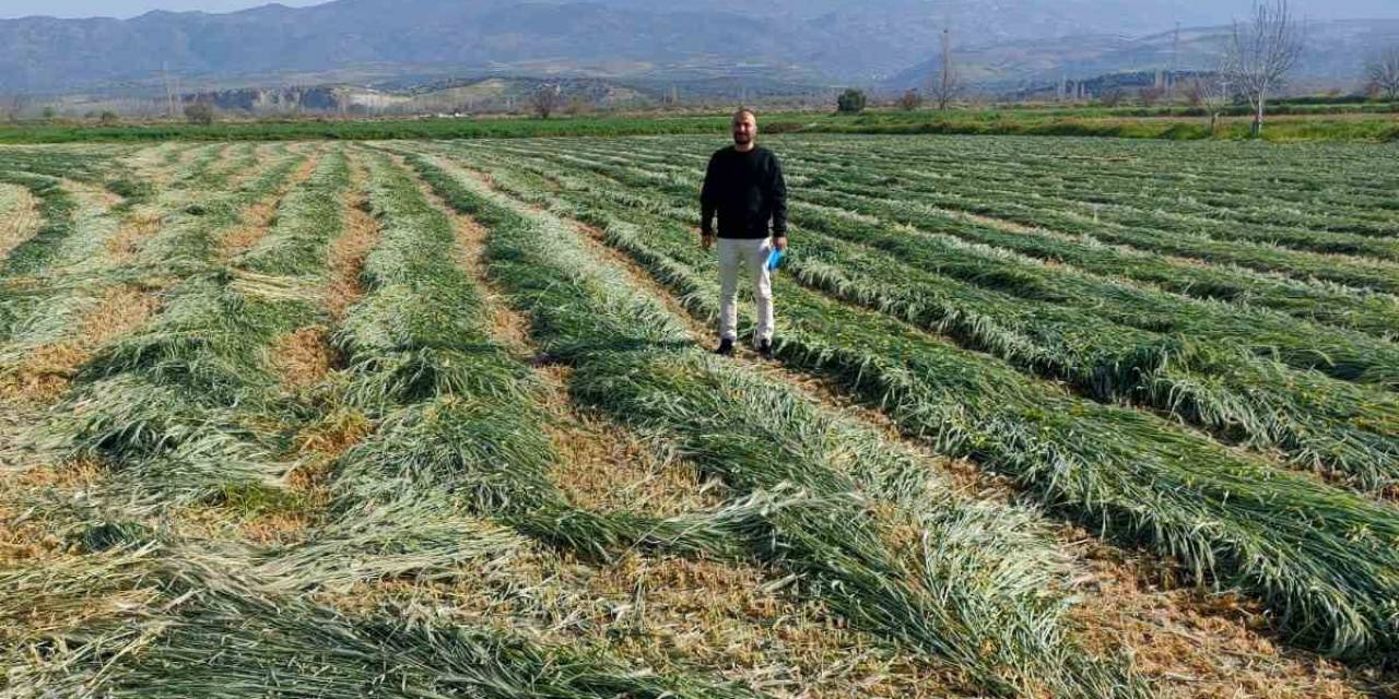 Bozdoğan’da İlçe Tarım Kaba Yemin Önemine Dikkat Çekti