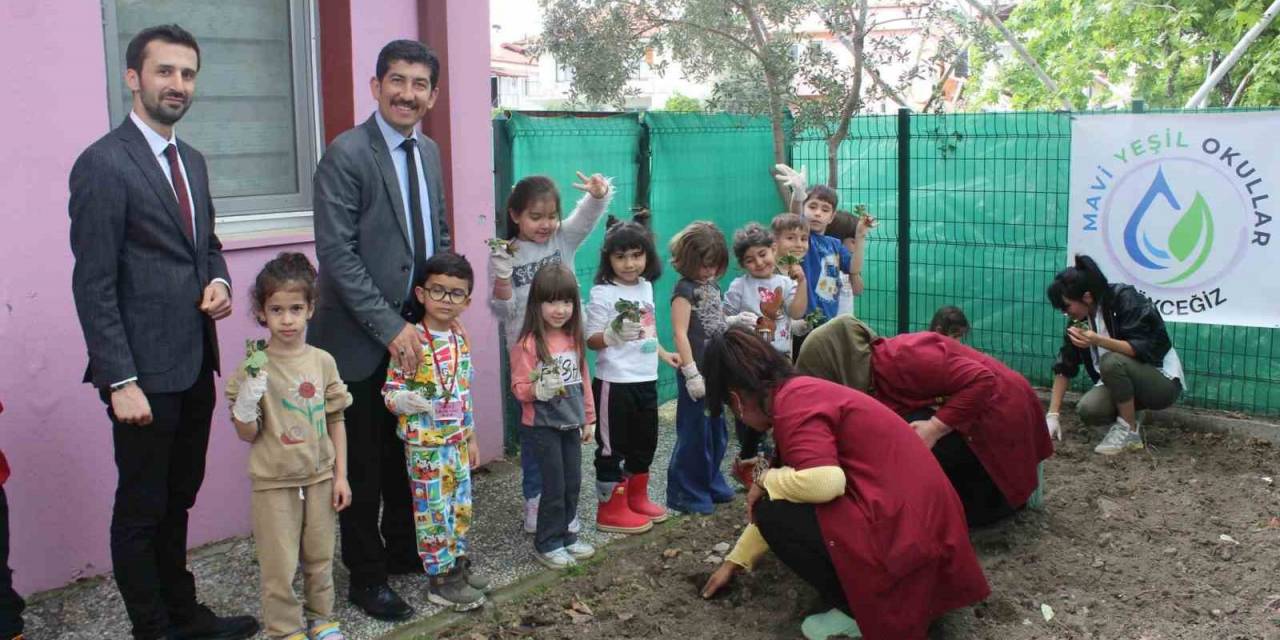 Köyceğiz’de Minikler Çilek Fidelerini Toprakla Buluşturdu