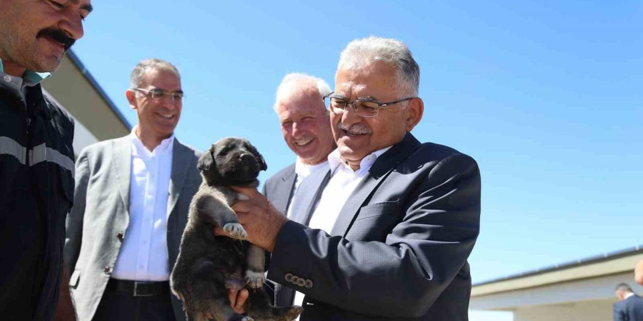 Başkan Büyükkılıç, Dilsiz Dostlara Her Daim Sahip Çıkıyor