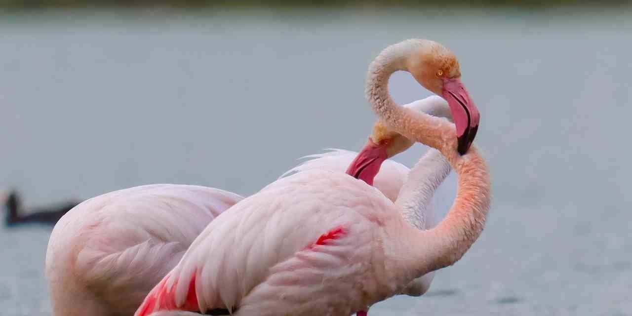 Flamingolar Akkaya Barajı’nda