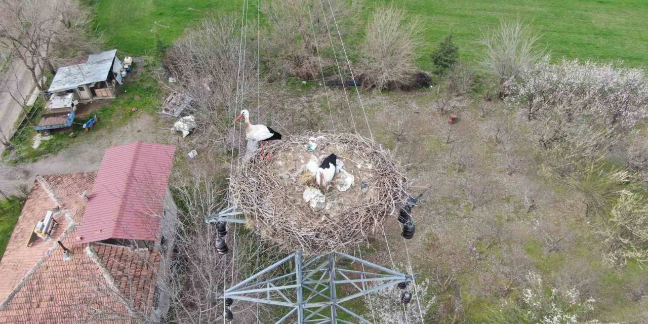 Yuvalarına Dönen Leylekler Kuluçkaya Yattı