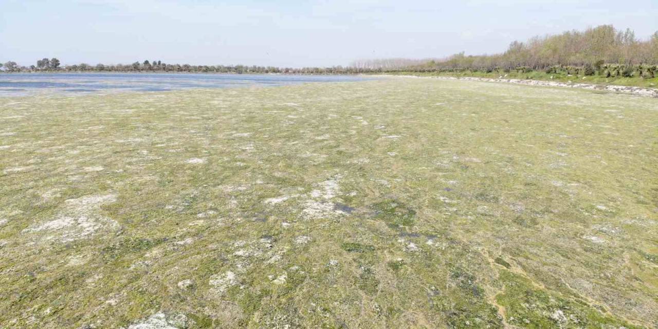 İzmir Çakalburnu Dalyanı’nda Deniz Marulu Tehdidi