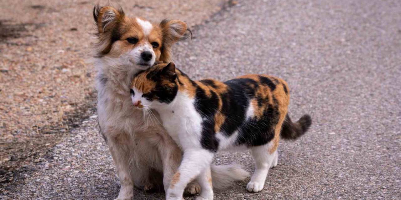 Hepsiburada’dan Sokak Hayvanlarına Destek