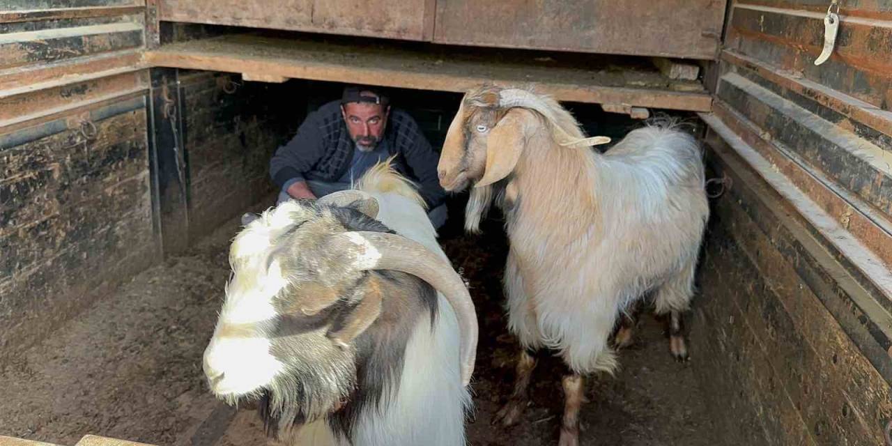 Geçimini Hayvancılık Yaparak Sağlayan Adamın Çalınan Keçilerini Jandarma Buldu