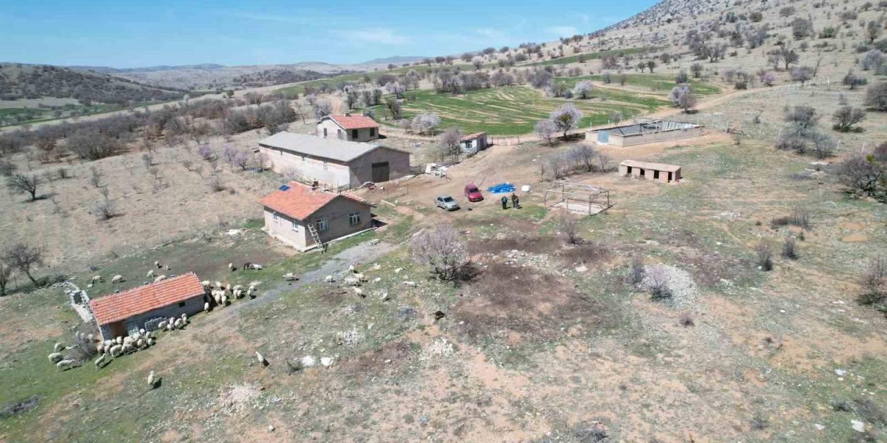 Kayıp Koyunları Dron İle Buldular