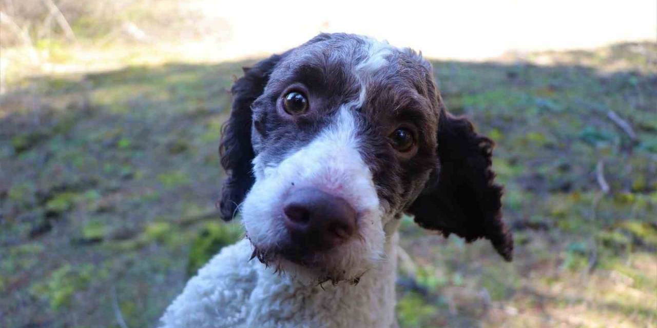 Trüf Mantarı Avcısı ‘Radar’ Kayboldu