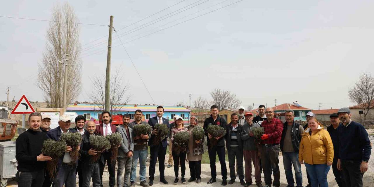 Eskişehir’de Atıl Tarım Arazileri 590 Bin Lavanta İle Renkleniyor