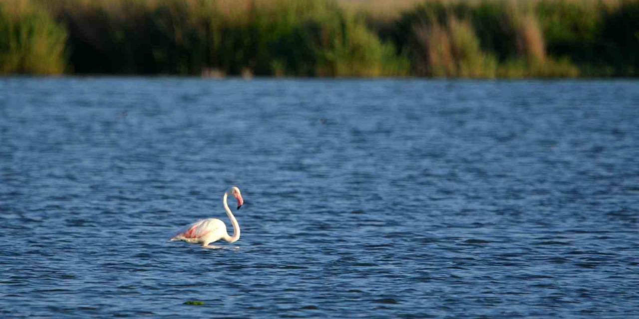 Doğa Harikası Akgöl Flamingoları Ağırlıyor