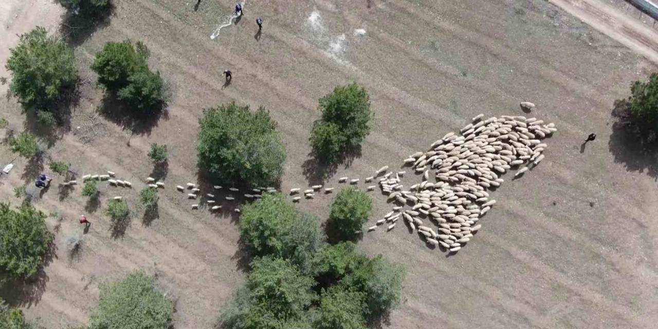 Süt Kuzuları Onlarca Koyun Arasında Annelerini Kokularından Tanıyor